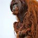Orangutang 140409_2